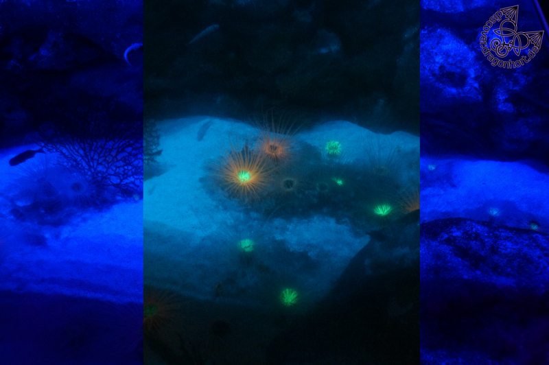 Tube Amemones, Fluorescene with lense - Sealife Busan