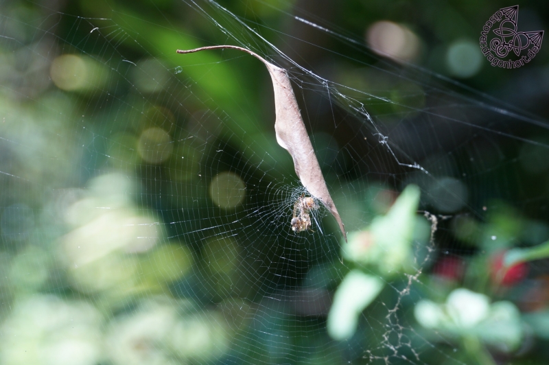 Spiderweb closeup with some prey