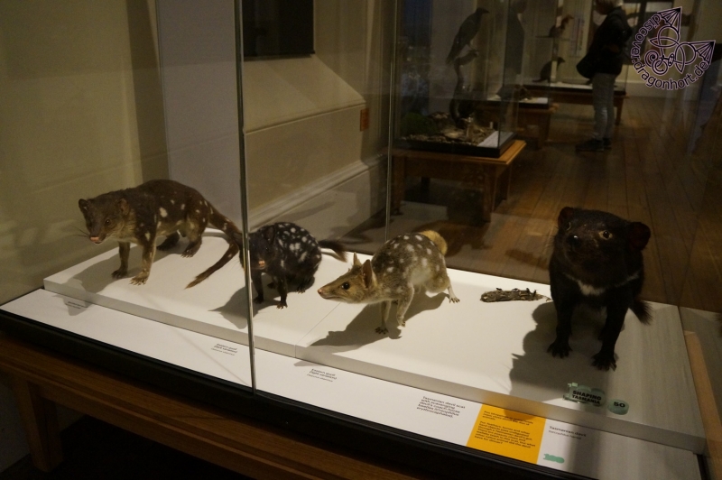 Stuffed Tasmanian Animals