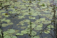 Cattana Wetlands