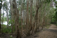 Paperbark Tree